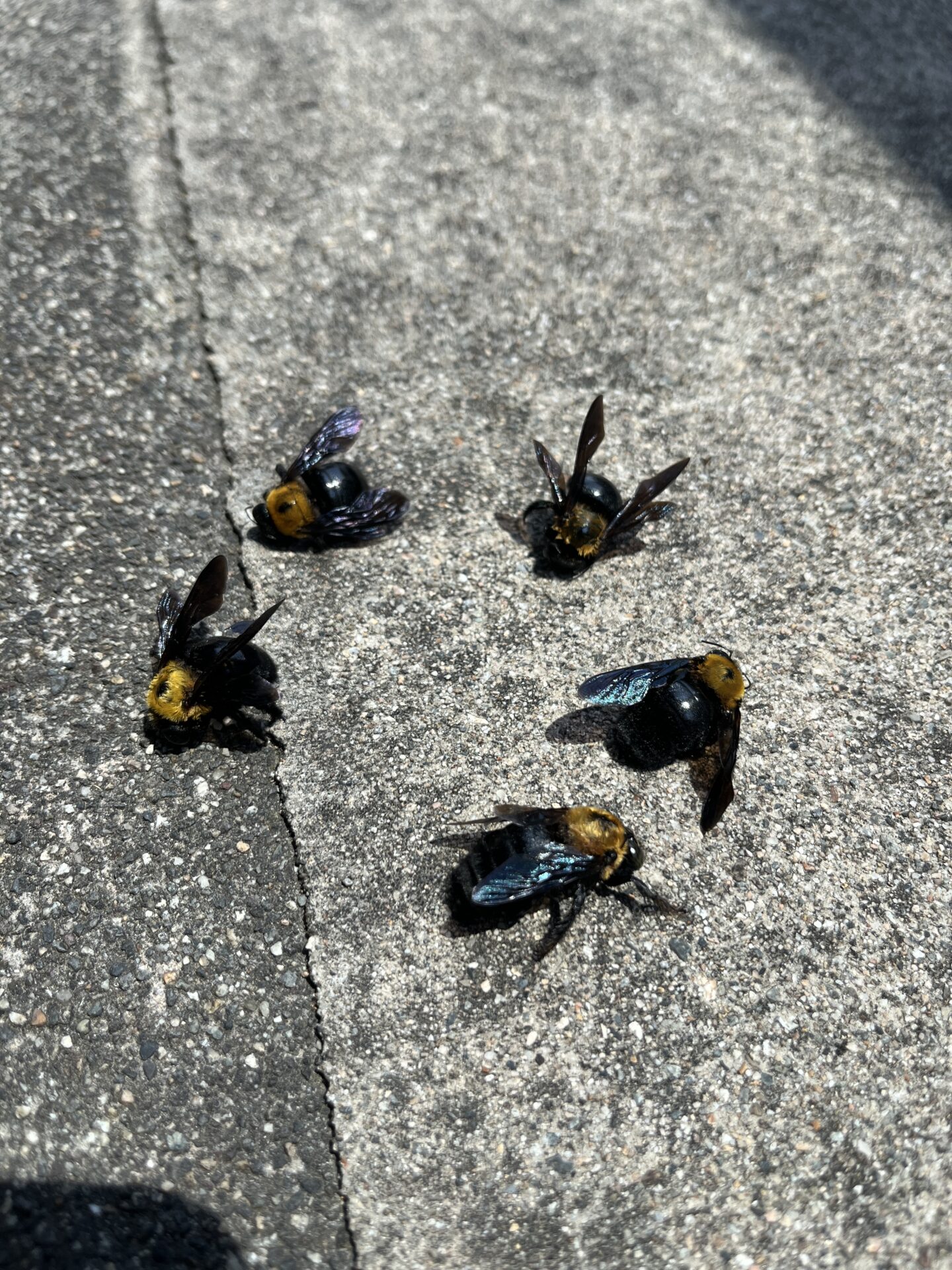 ハチとクマ くまばちのこと🐝』 -オス- くまばちのオスは 顔に黄色はあるが