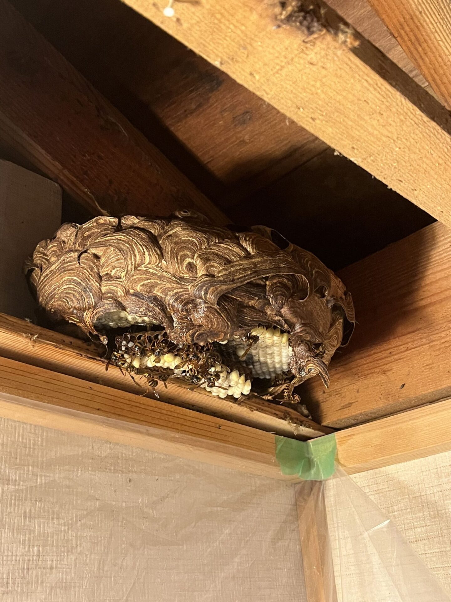 2024/9/19 石川県鳳珠郡穴水町でスズメバチの蜂駆除・蜂の巣駆除
